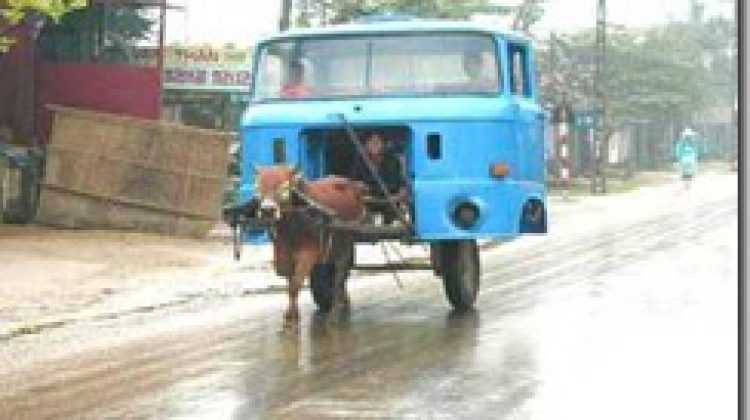 cow_truck